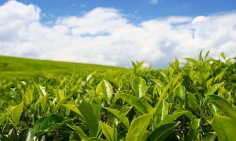 Заброшенные чайные плантации будут изъяты